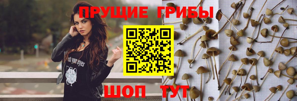 наркота  Псилоцибиновые грибы Psilocybine cubensis  Вход с VPN  Тайшет  Галлюциногенные грибы GOLDEN TEACHER 